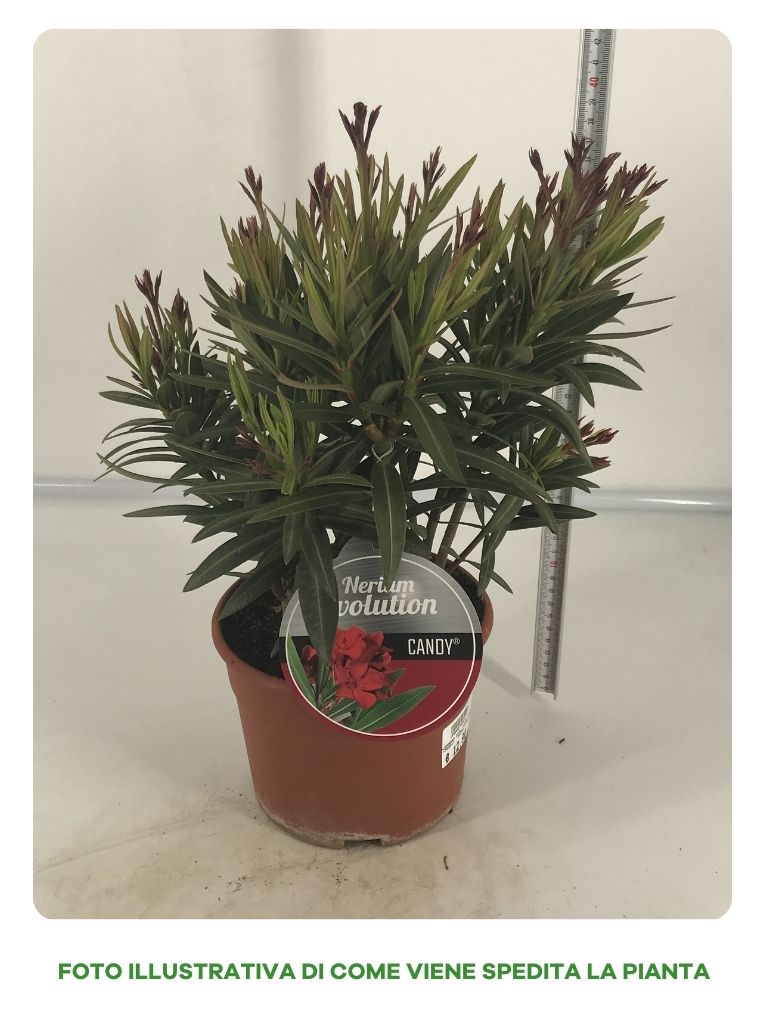 OLEANDRO CANDY IN VASO DA 18CM