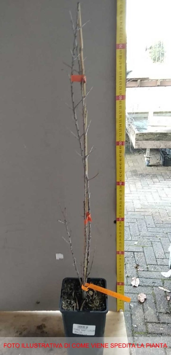 OLIVELLO SPINOSO FRIESDORFER ORANTE AUTOFERTILE (1 PIANTA IN VASO)