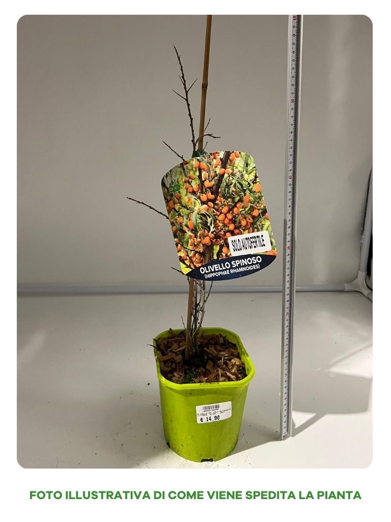 OLIVELLO SPINOSO AUTOFERTILE VASO 15CM