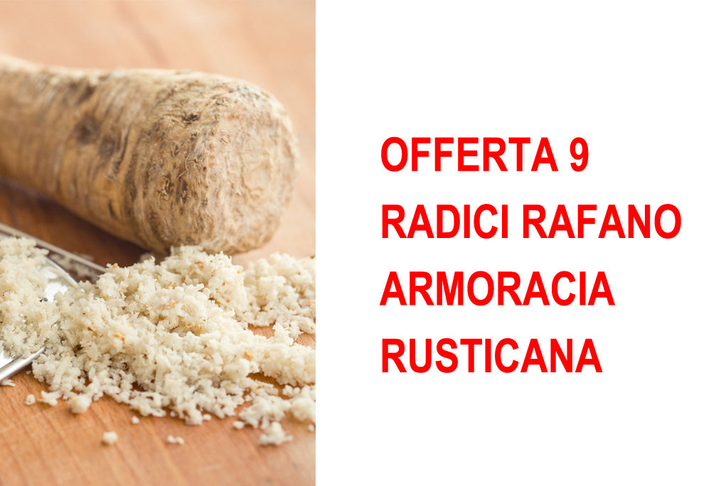 OFFERTA 9 RADICI RAFANO ARMORACIA RUSTICANA