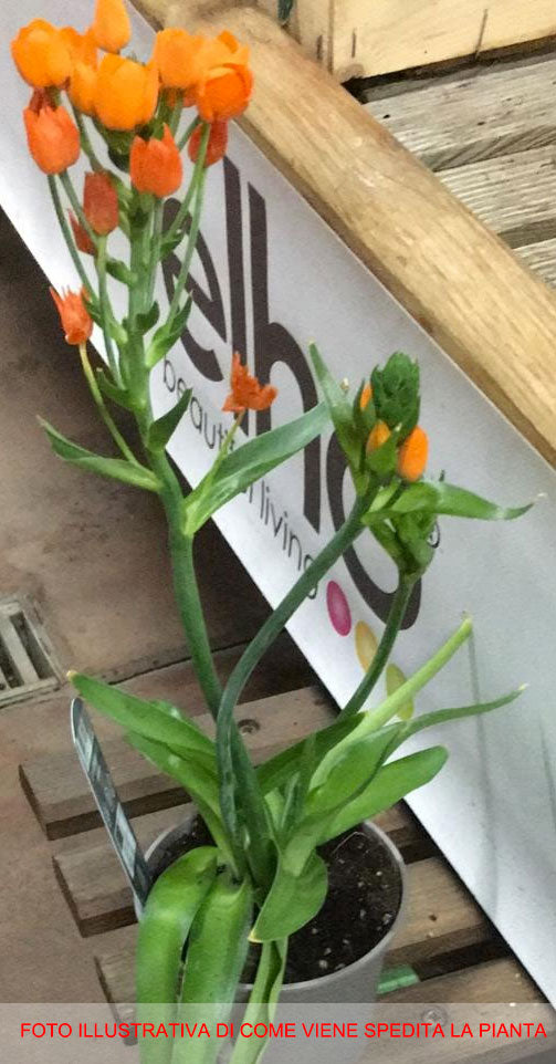 ORNITHOGALUM DUBIUM ARANCIONE VASO 12CM
