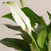 SPATHIPHYLLUM  PEARL VASO 9CM