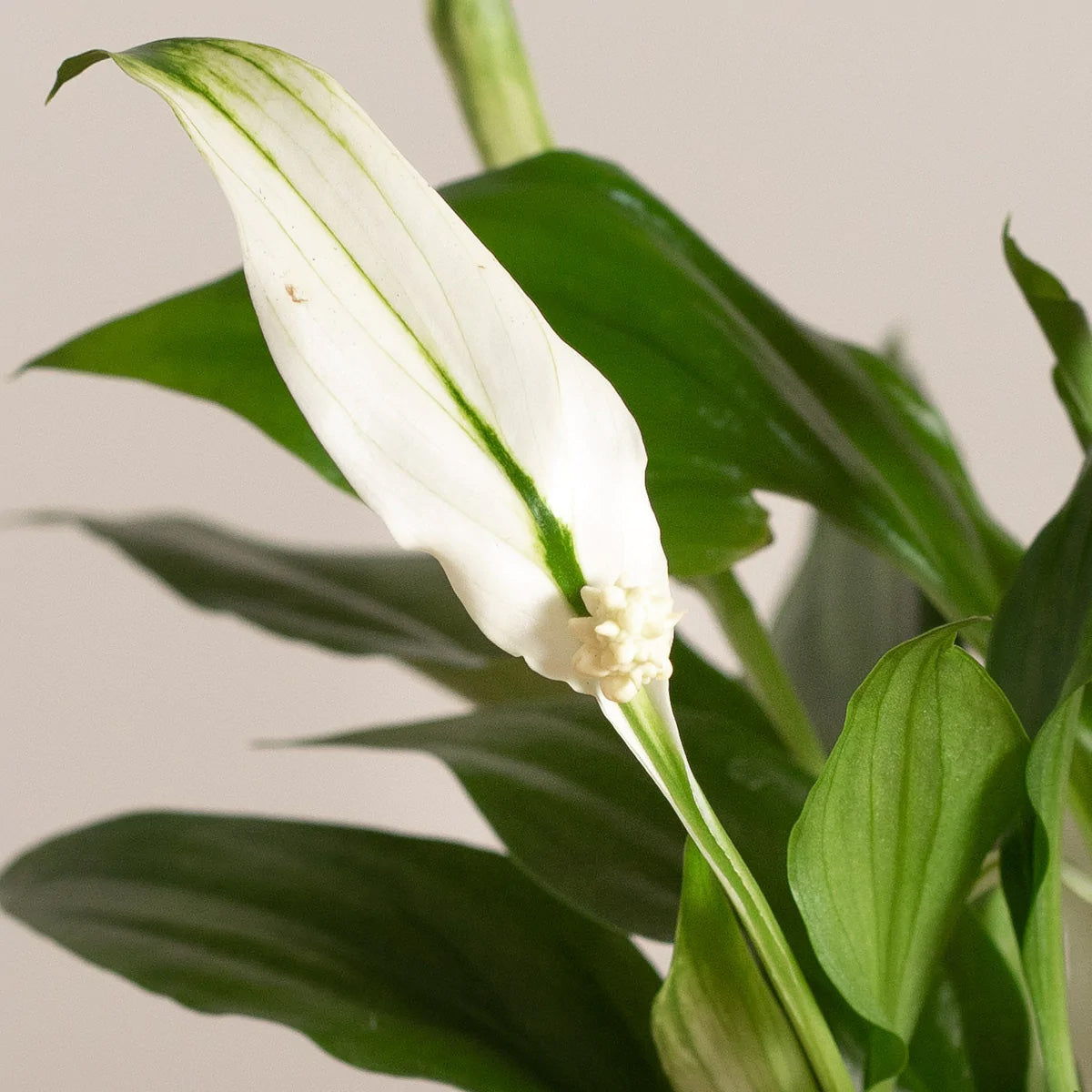 SPATHIPHYLLUM  PEARL VASO 9CM