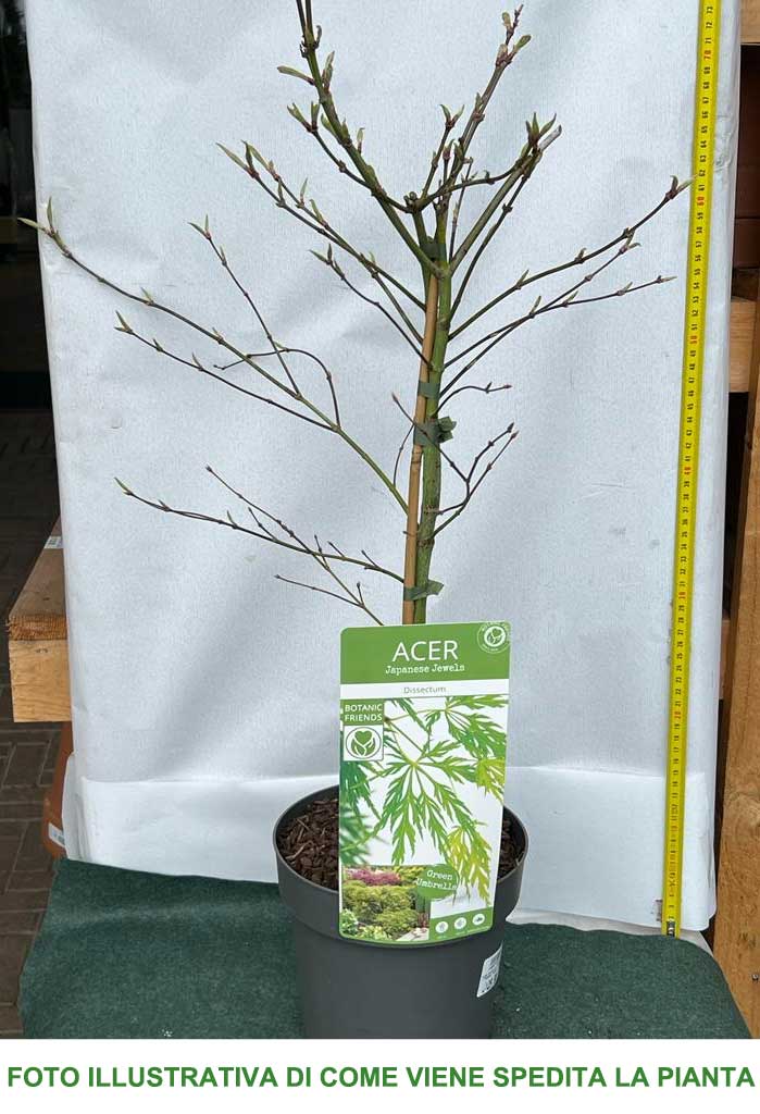 ACERO PALMATUM DISSECTUM VIRIDIS IN VASO 19CM