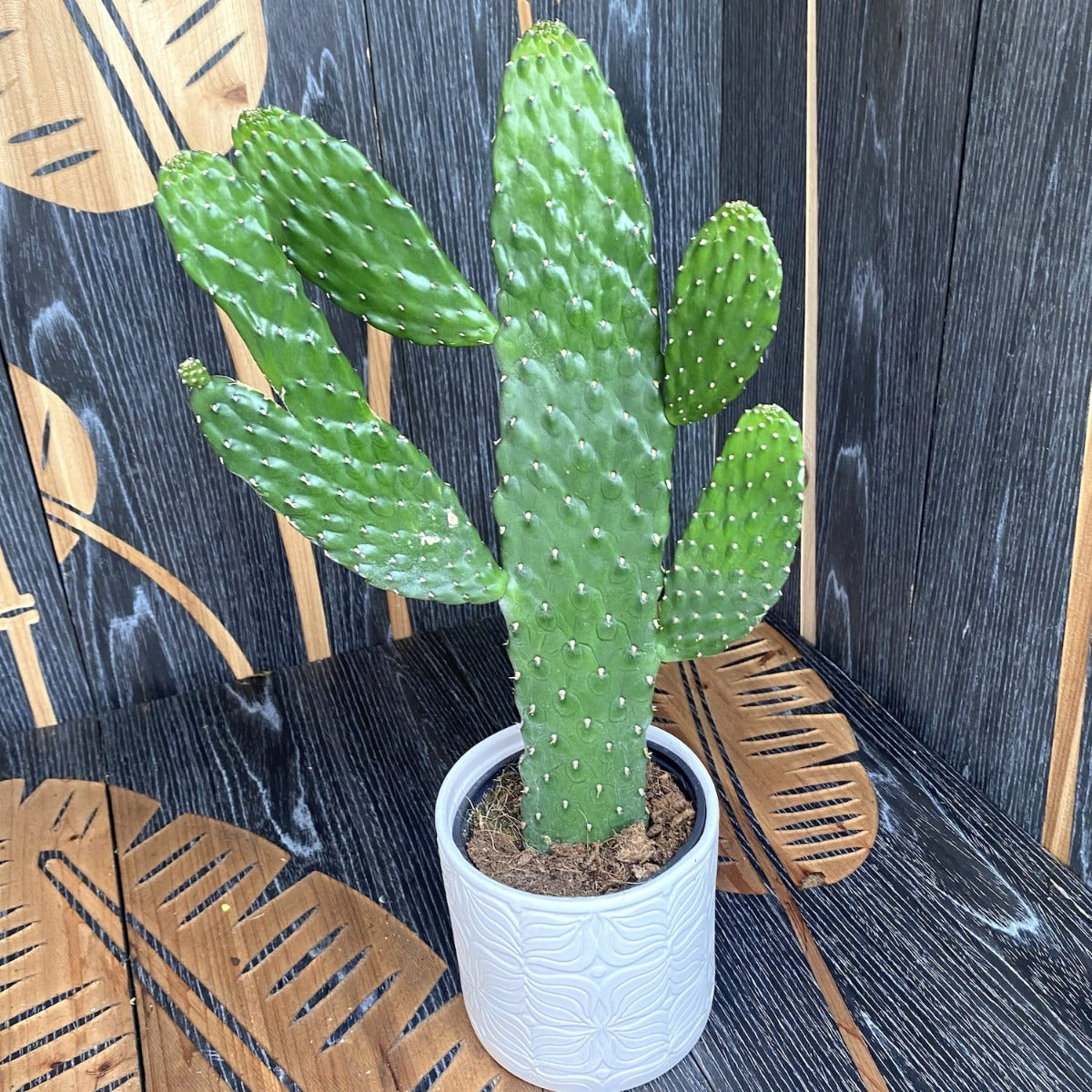 OPUNTIA CONSOLEA VASO 12CM