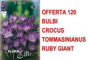 OFFERTA 120 BULBI CROCUS TOMMASINIANUS RUBY GIANT