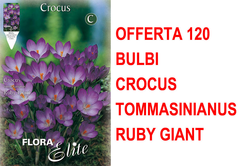 OFFERTA 120 BULBI CROCUS TOMMASINIANUS RUBY GIANT