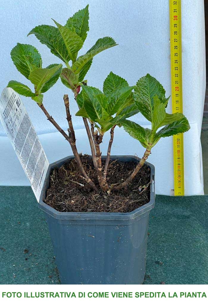 ORTENSIA HYDRANGEA MACROPHYLLA ROSSA VASO 12CM
