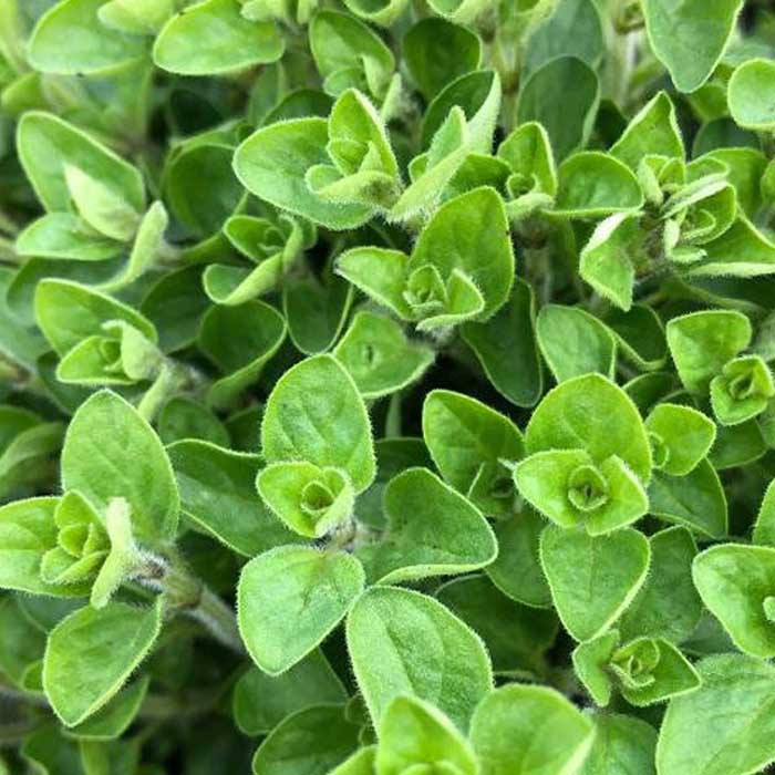 ORIGANO IN VASO 14CM