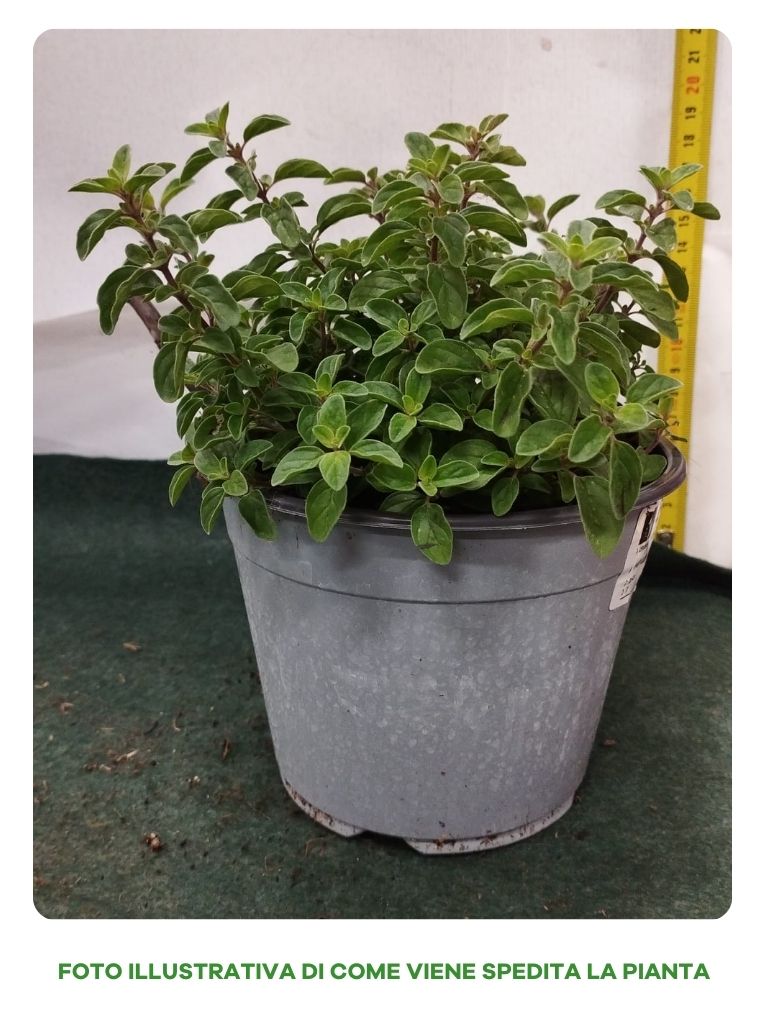 ORIGANO IN VASO 14CM