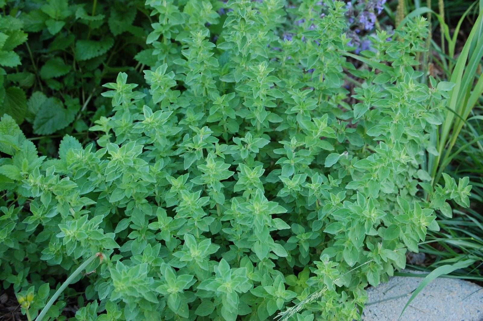 ORIGANO IN VASO 18CM