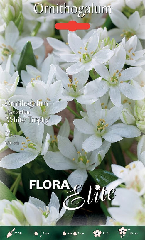 ORNITHOGALUM OLIGOPHYLLUM WHITE TROPHY (CONFEZIONE DA 25 BULBI)
