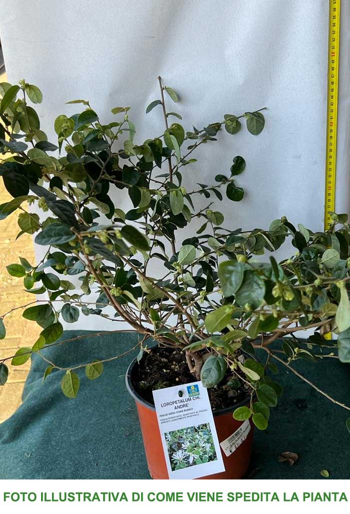 LOROPETALUM CHINENSE ANDRE' VASO 18CM