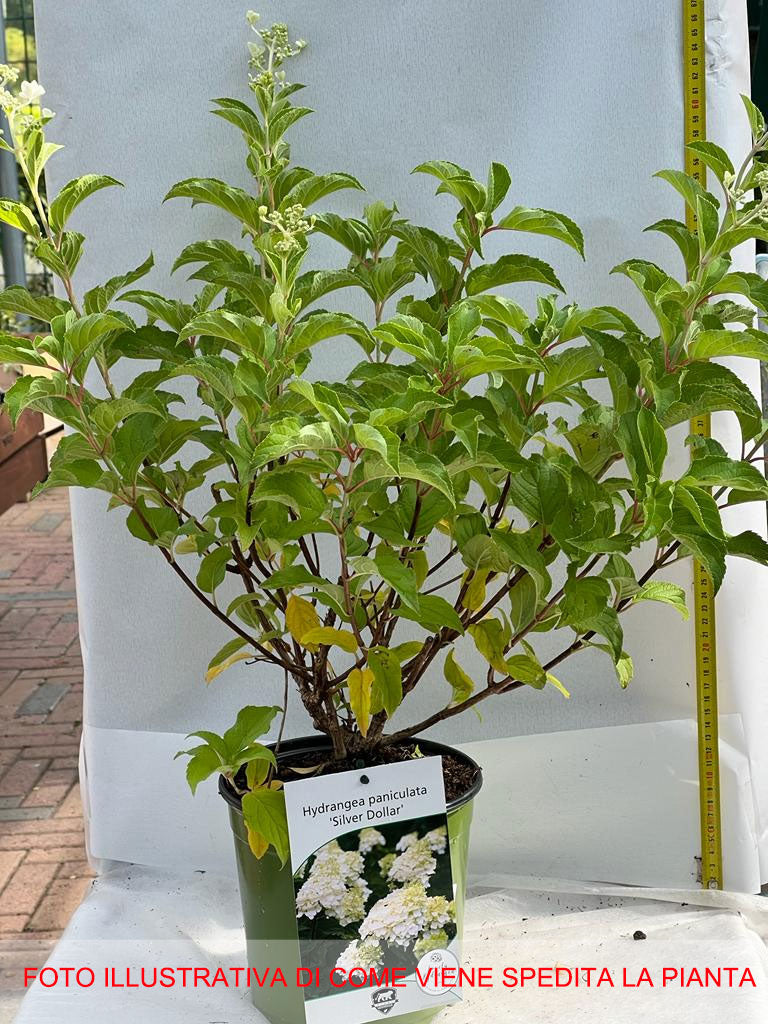 ORTENSIA HYDRANGEA PANICULATA SILVER DOLLAR IN VASO 18CM