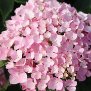 ORTENSIA BELLE SEDUCTION IN VASO 18CM