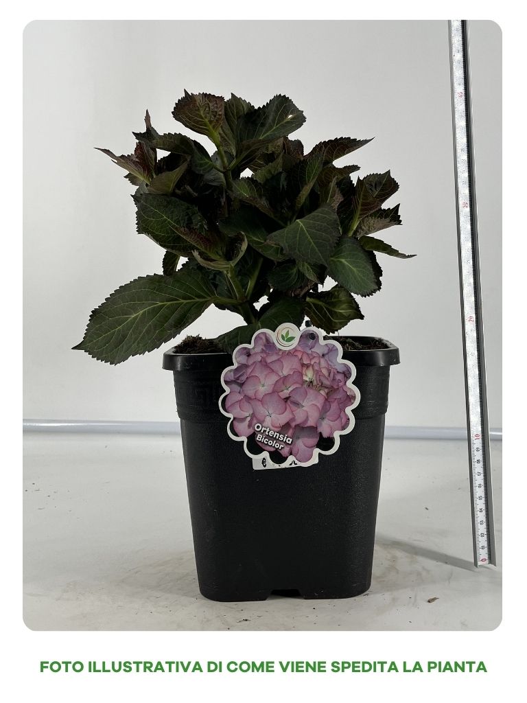 ORTENSIA BICOLOR IN VASO 18CM