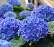 ORTENSIA EARLY BLU IN VASO 18CM