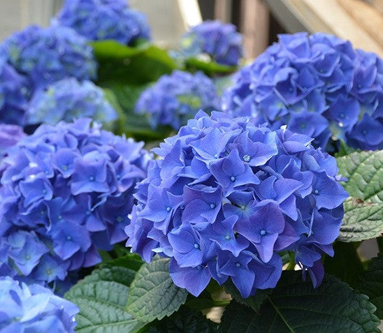 ORTENSIA EARLY BLU IN VASO 18CM