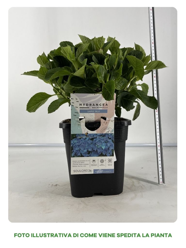 ORTENSIA EARLY BLU IN VASO 18CM