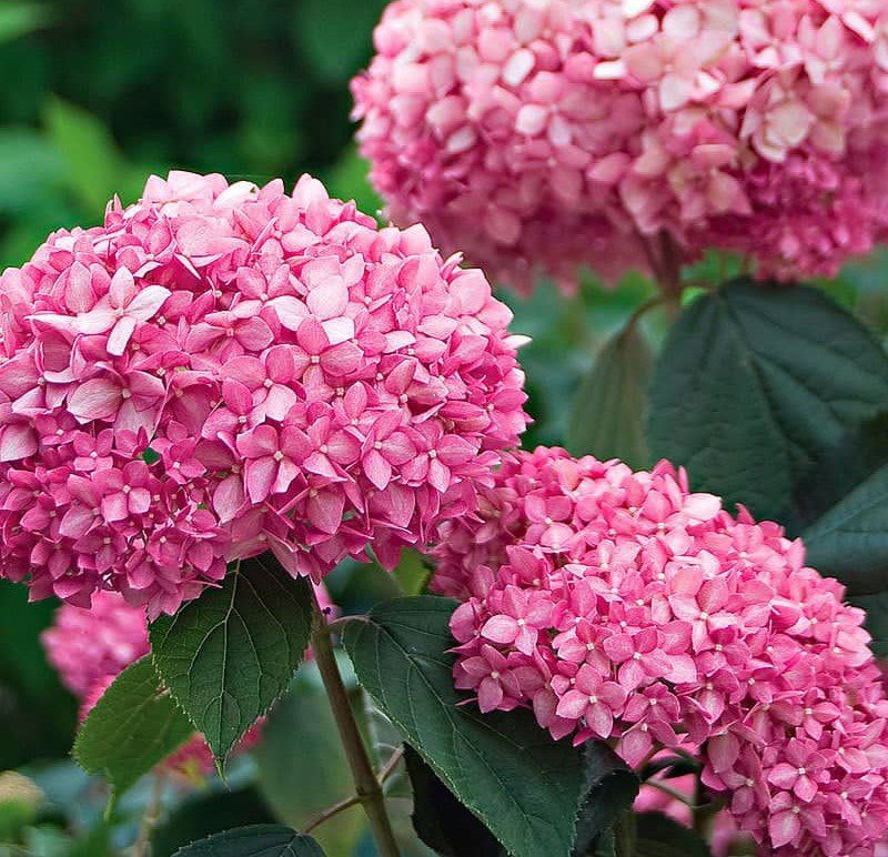 ORTENSIA HYDRANGEA FIORITA IN VASO 23CM
