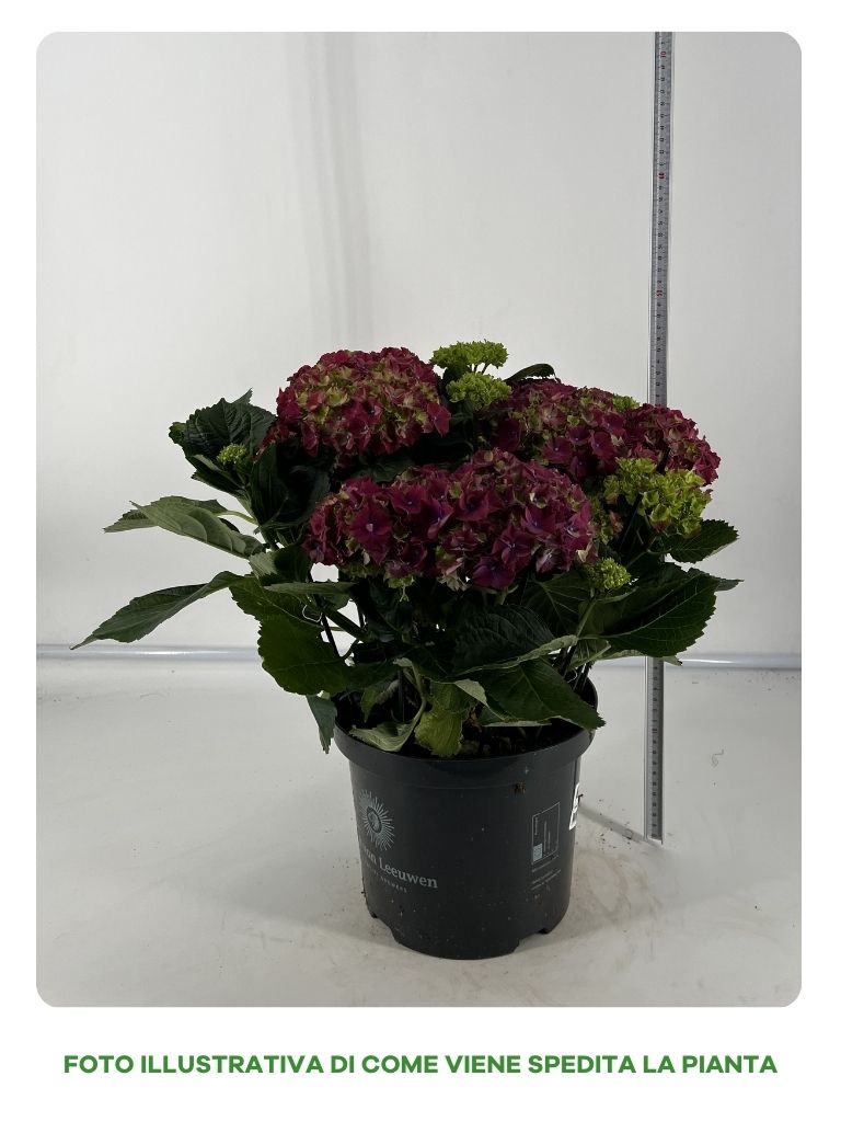 ORTENSIA HYDRANGEA FIORITA IN VASO 23CM