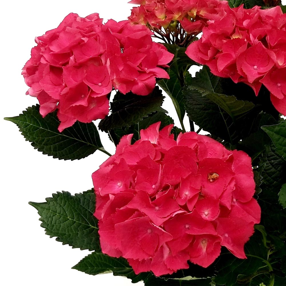 ORTENSIA SPEEDY RED IN VASO 18CM