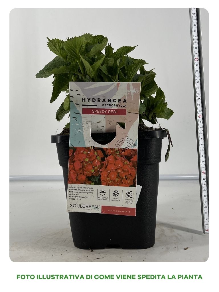 ORTENSIA SPEEDY RED IN VASO 18CM