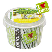 KIT ORTOLINO BASILICO