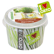 KIT ORTOLINO ERBA CIPOLLINA