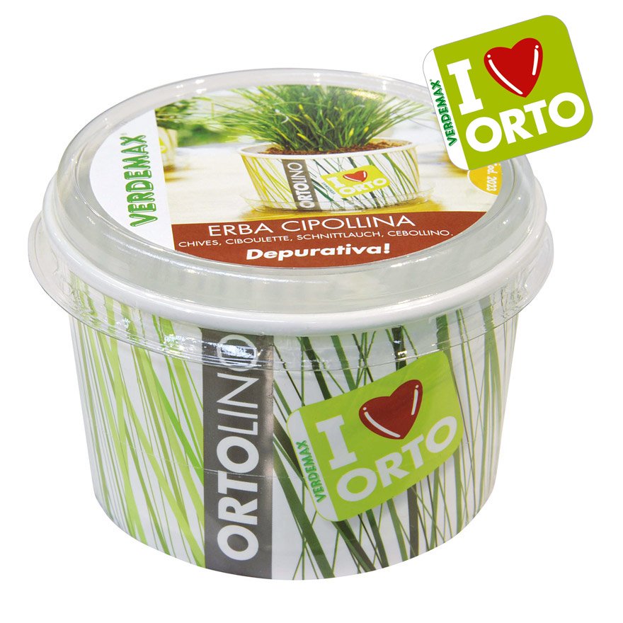 KIT ORTOLINO ERBA CIPOLLINA