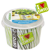 KIT ORTOLINO MENTA PIPERITA