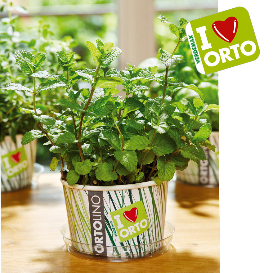 KIT ORTOLINO MENTA PIPERITA