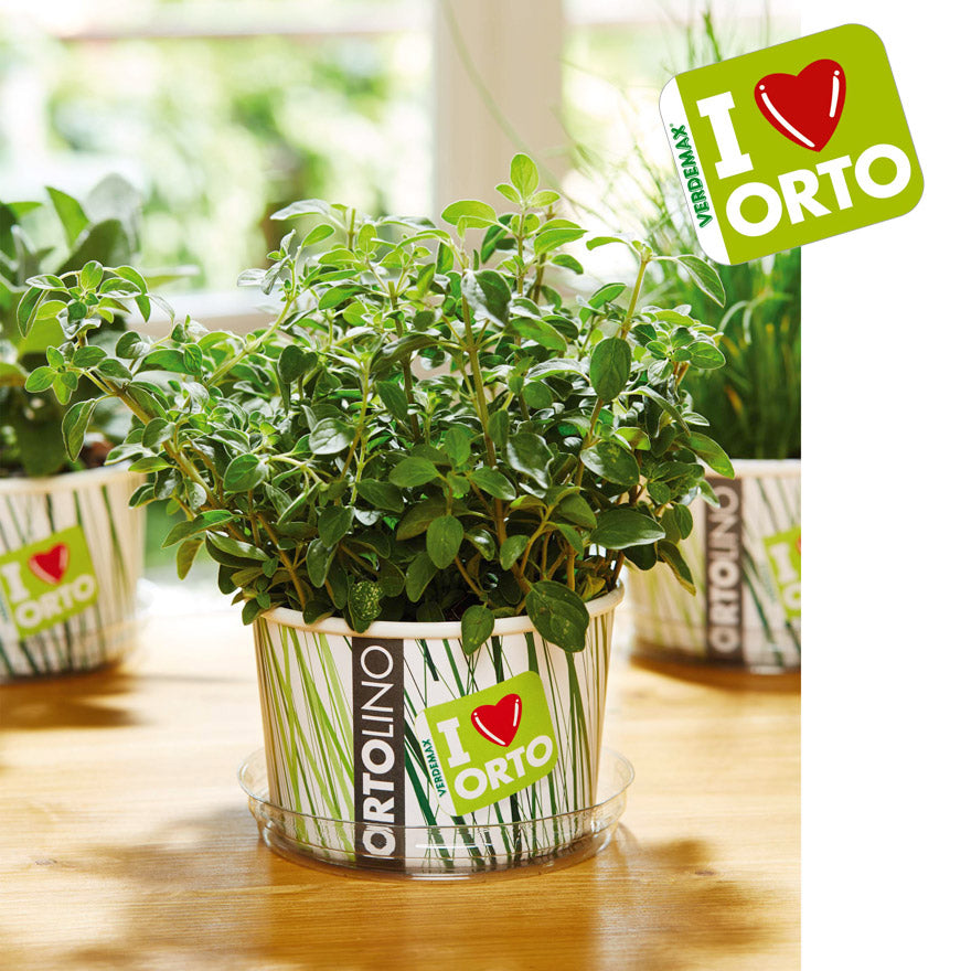 KIT ORTOLINO ORIGANO