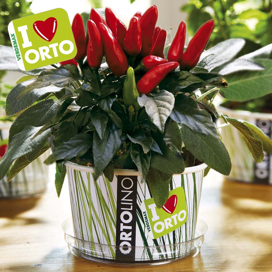 KIT ORTOLINO PEPERONCINO ROSSO