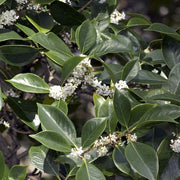 OSMANTHUS FRAGRANS VASO 18CM