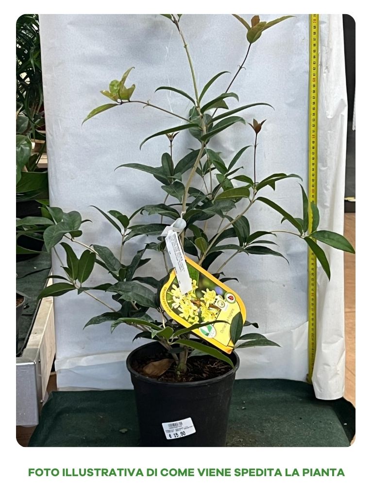 OSMANTHUS FRAGRANS VASO 18CM