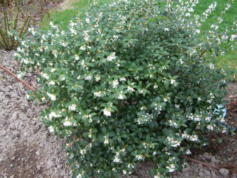 OSMANTHUS OSMAREA BURKWOODII VASO 18CM