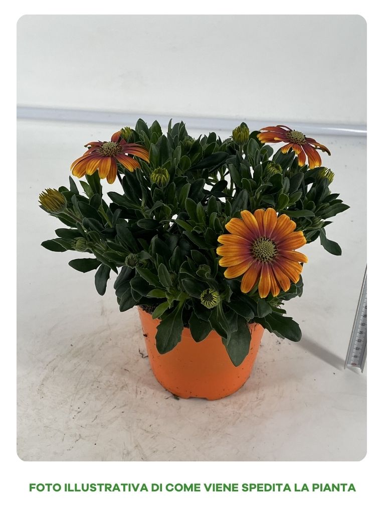 OSTEOSPERMUM IN VASO 14CM COLORI ASSORTITI