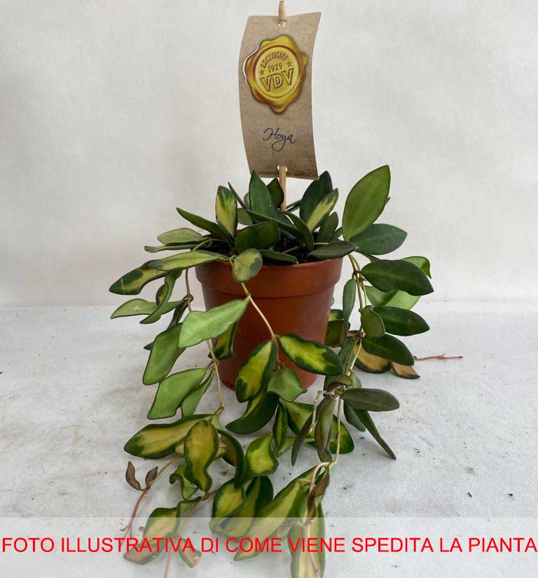 HOYA WAYETII TRICOLOR FIORE DI CERA VASO 12CM