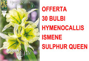 OFFERTA 30 BULBI HYMENOCALLIS ISMENE SULPHUR QUEEN