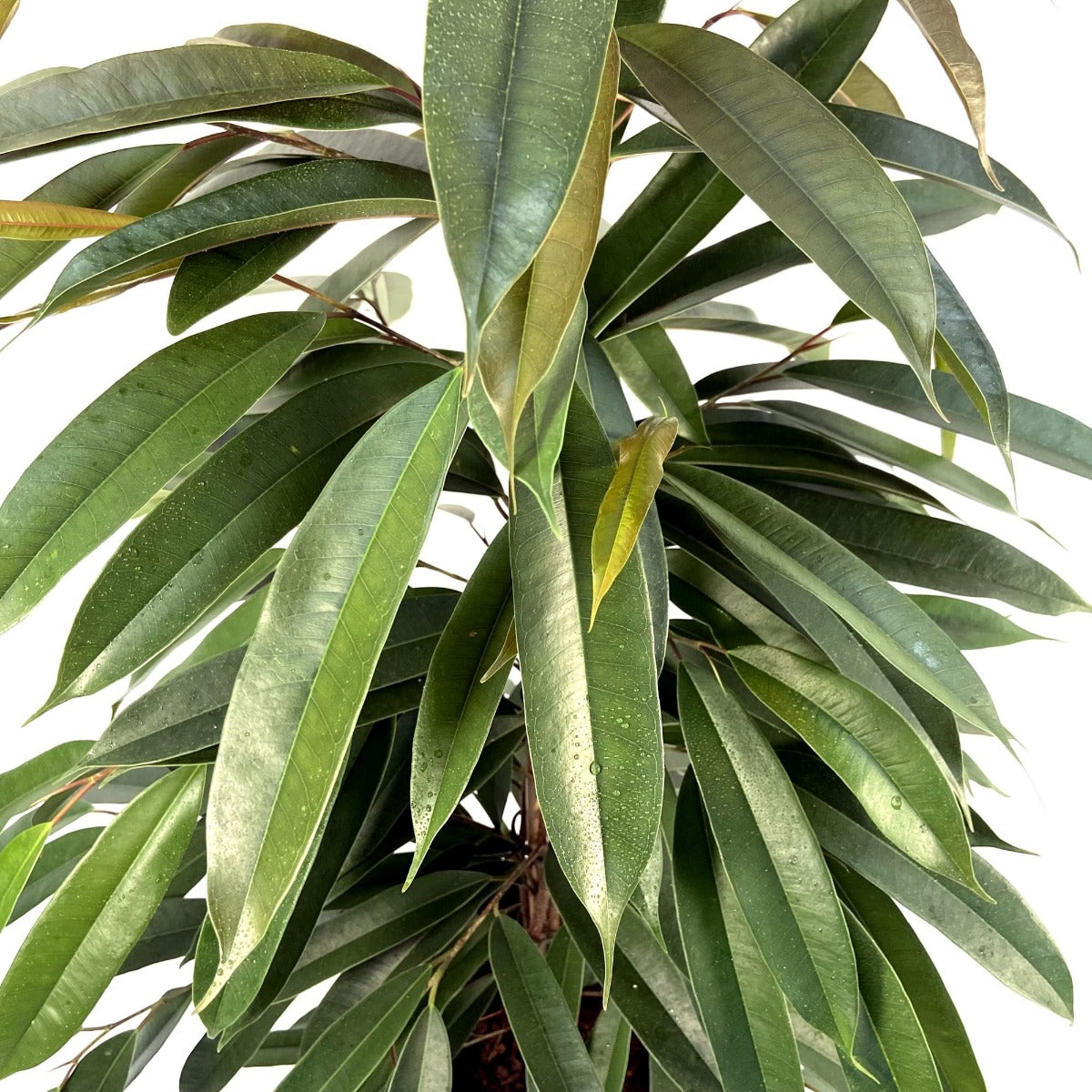 FICUS AMSTEL KING VASO 17CM