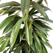 FICUS AMSTEL KING VASO 17CM
