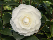 CAMELIA JAPONICA NUCCIO'S GEM VASO 19CM