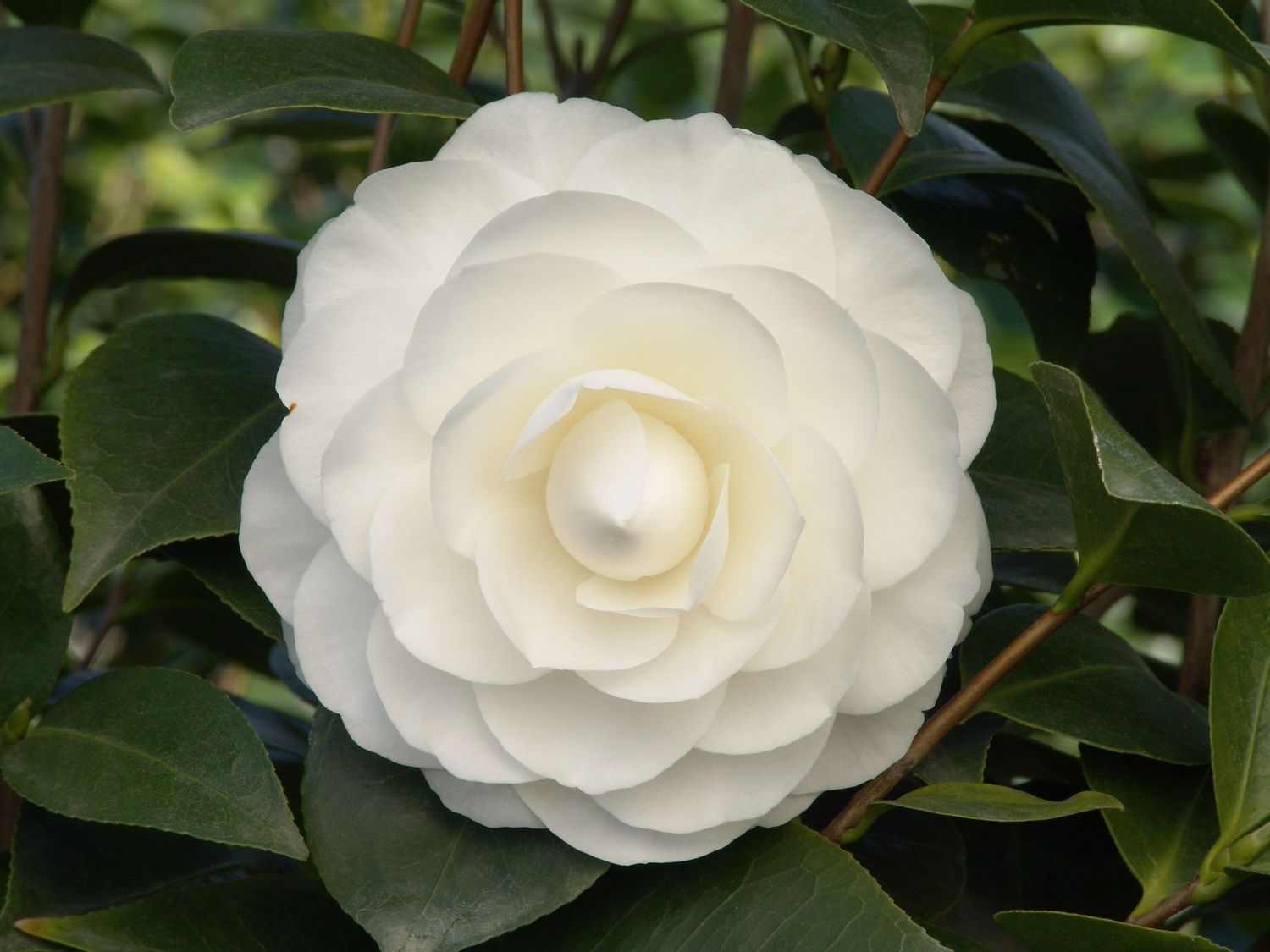 CAMELIA JAPONICA NUCCIO'S GEM VASO 19CM