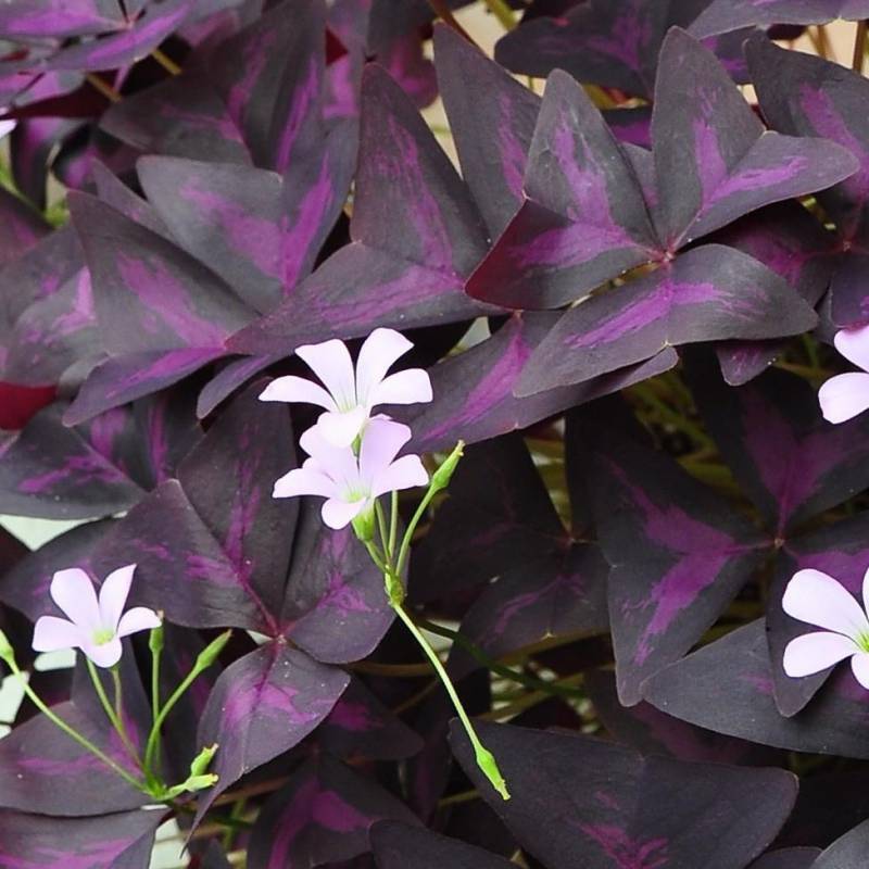 OXALIS TRIANGULAIS IN VASO 12CM