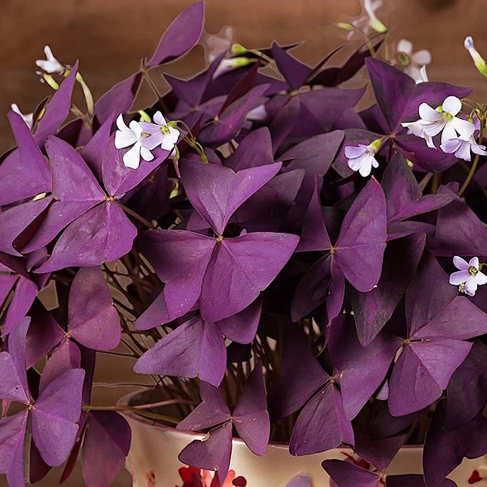 OXALIS CESPUGLIO IN VASO 16CM VARIETA' ASSORTITA