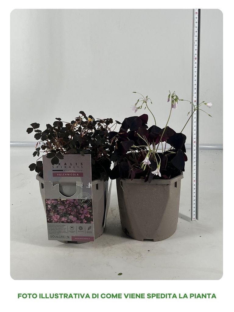 OXALIS CESPUGLIO IN VASO 16CM VARIETA' ASSORTITA