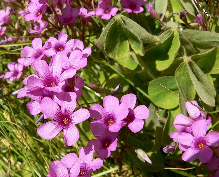 OXALIS BRASILIENSIS ACETOSELLA BRASILIANA VASO 12CM