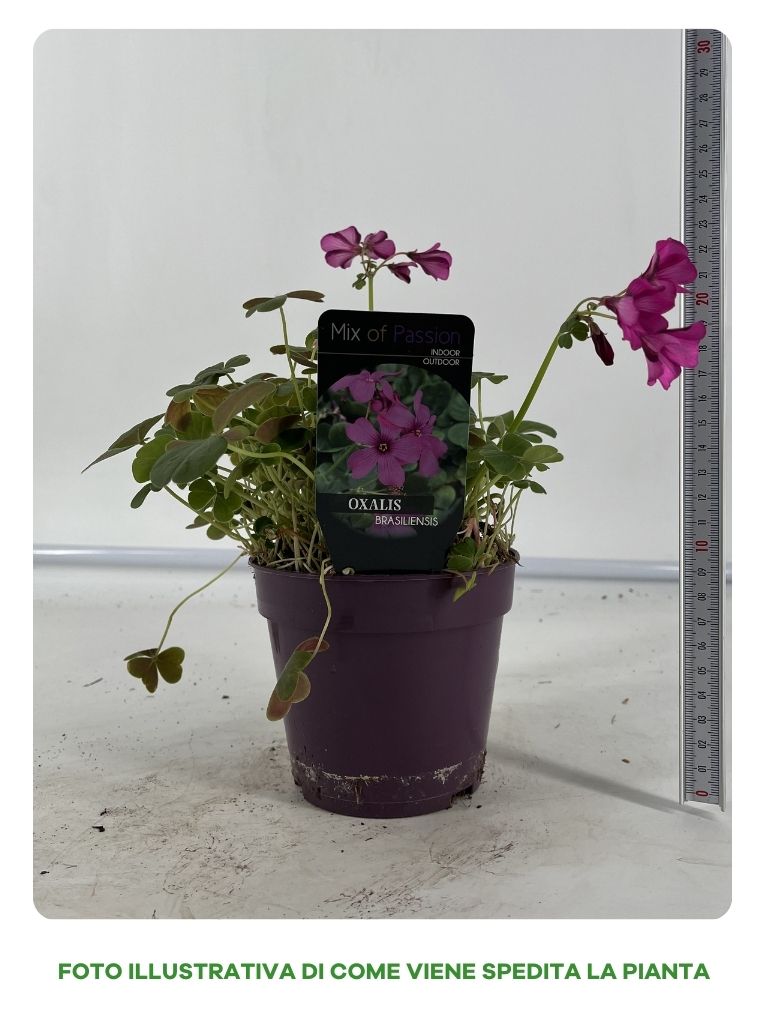 OXALIS BRASILIENSIS ACETOSELLA BRASILIANA VASO 12CM