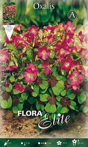 OXALIS DEPPEI IRON CROSS (CONFEZIONE DA 25 BULBI)